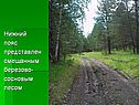 Нижний пояс представлен смешанным березово- сосновым лесом