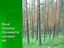 Выше по склону поднимается сосновый лес