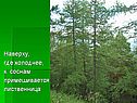 Наверху, где холоднее, к соснам примешивается лиственница