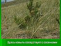 Ковыль соседствует с сосенками