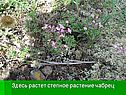 Степное растение чабрец