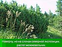 Наверху, но на слонах северной экспозиции, растет можжевельник