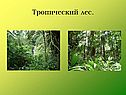 Тропический лес
