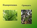 Папоротники
