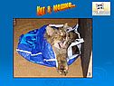 Кот в мешке