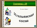 Итальянская сосна