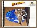 Кот в мешке