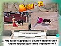 Бой быков