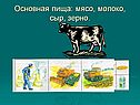 Основная пища: мясо, молоко, сыр, зерно