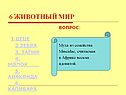 Тапир
