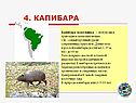 Капибара