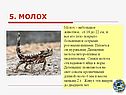 Молох