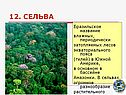 Сельва