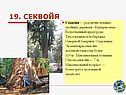 Секвойя
