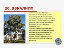 Эвкалипт
