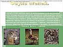 Фауна степей
