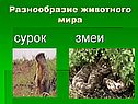 Животные степи России
