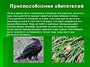 Приспособления обитателей