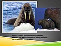 Морж - самый ближайший родственник тюленей, так же ластоногий