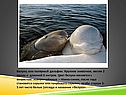 Белуха, или полярный дельфин