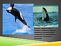 Косатка - один из самых сильных и крупных морских хищников