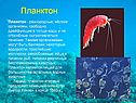 Планктон