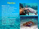 Нектон