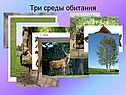 Жизнь на разных материках