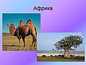 Африка