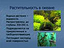 Растительность в океане