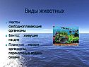 Виды животных
