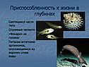Приспособленность к жизни в глубинах