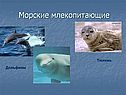Морские млекопитающие