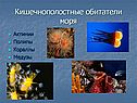 Кишечнополостные обитатели моря