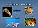 Иглокожие и моллюски