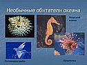 Необычные обитатели океана