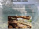 Вырубка лесов