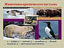 Животные арктических пустынь
