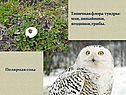Типичная флора тундры: мхи, лишайники, ягодники, грибы