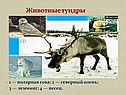 Животные тундры