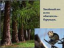 Хвойный лес и его обитатель – бурундук