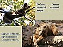 Соболь 