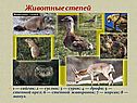 Животные степей