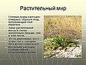 Растительный мир