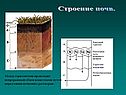 Между горизонтами происходит непрерывный обмен веществами