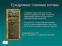 Тундровые глеевые почвы