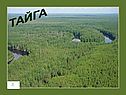 Тайга