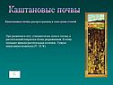 Каштановые почвы