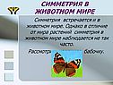 Симметрия в животном мире