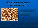 Удивительные создания